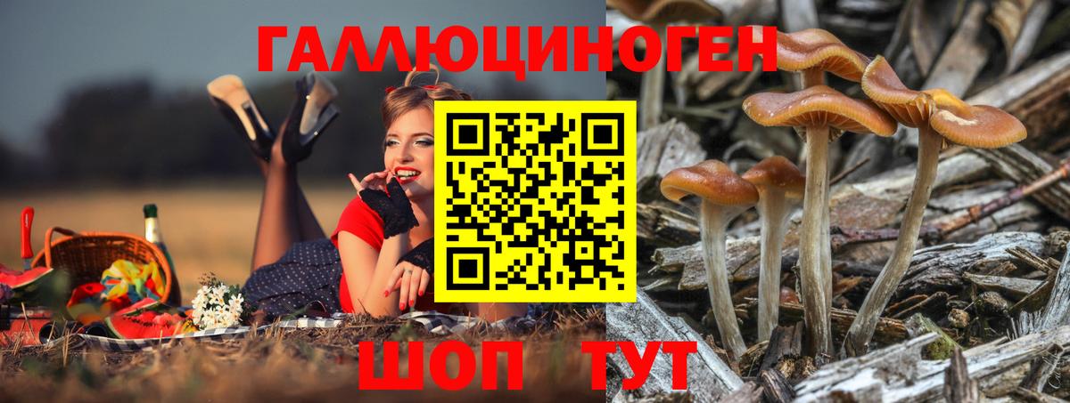 Псилоцибиновые грибы Psilocybine cubensis Абинск